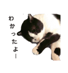 ねこちゃんたち♡（個別スタンプ：19）
