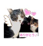 ねこちゃんたち♡（個別スタンプ：21）