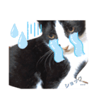 ねこちゃんたち♡（個別スタンプ：22）
