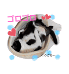 ねこちゃんたち♡（個別スタンプ：24）