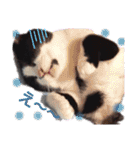 ねこちゃんたち♡（個別スタンプ：25）