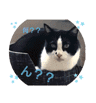 ねこちゃんたち♡（個別スタンプ：27）