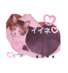 ねこちゃんたち♡（個別スタンプ：28）