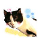 ねこちゃんたち♡（個別スタンプ：29）