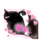 ねこちゃんたち♡（個別スタンプ：31）