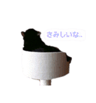 ねこちゃんたち♡（個別スタンプ：33）
