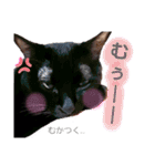 ねこちゃんたち♡（個別スタンプ：34）