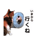 ねこちゃんたち♡（個別スタンプ：35）