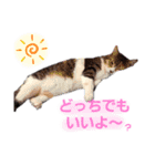 ねこちゃんたち♡（個別スタンプ：37）