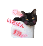 ねこちゃんたち♡（個別スタンプ：39）