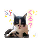 ねこちゃんたち♡（個別スタンプ：40）