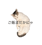 れいちゃんといっしょ！（個別スタンプ：1）
