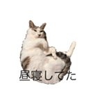 れいちゃんといっしょ！（個別スタンプ：3）