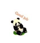 バンダ panda3（個別スタンプ：7）