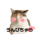 三毛猫の男子ふーちゃんスタンプ其の参（個別スタンプ：4）
