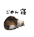 三毛猫の男子ふーちゃんスタンプ其の参（個別スタンプ：6）