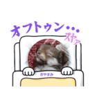 ポメチワのつぶたん（個別スタンプ：1）