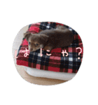 ポメチワのつぶたん（個別スタンプ：4）