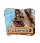 ポメチワのつぶたん（個別スタンプ：7）