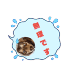 ポメチワのつぶたん（個別スタンプ：8）