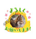 ポメチワのつぶたん（個別スタンプ：10）