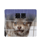 ポメチワのつぶたん（個別スタンプ：11）