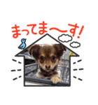 ポメチワのつぶたん（個別スタンプ：18）