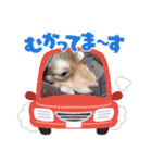 ポメチワのつぶたん（個別スタンプ：19）