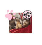 ポメチワのつぶたん（個別スタンプ：20）