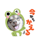 ポメチワのつぶたん（個別スタンプ：23）