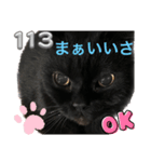 黒猫 ルナ院長113にゃんめ（個別スタンプ：1）