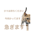 しもてぃーず15（個別スタンプ：13）