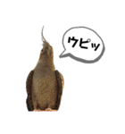 うちのインコ6（個別スタンプ：1）