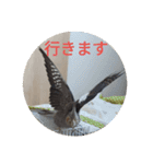 うちのインコ6（個別スタンプ：4）