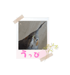 うちのインコ6（個別スタンプ：5）