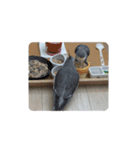 うちのインコ6（個別スタンプ：6）