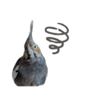 うちのインコ6（個別スタンプ：8）