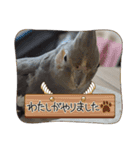 うちのインコ6（個別スタンプ：9）