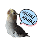 うちのインコ6（個別スタンプ：11）