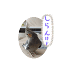 うちのインコ6（個別スタンプ：12）