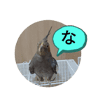 うちのインコ6（個別スタンプ：13）