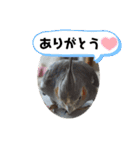 うちのインコ6（個別スタンプ：14）