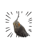 うちのインコ6（個別スタンプ：16）