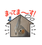 うちのインコ6（個別スタンプ：18）