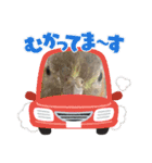 うちのインコ6（個別スタンプ：19）