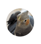 うちのインコ6（個別スタンプ：21）
