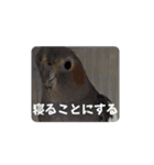 うちのインコ6（個別スタンプ：23）