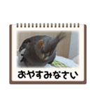 うちのインコ6（個別スタンプ：24）