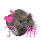 ブリティッシュショートヘア もあちゃん（個別スタンプ：1）