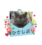 ブリティッシュショートヘア もあちゃん（個別スタンプ：5）